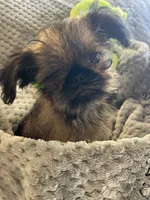 Finn, a male Brussels Griffon for sale in Lexington, VA – 8 of 8
