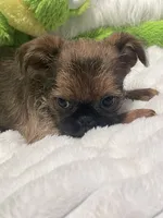Boone-please read bio, a male Brussels Griffon for sale in Lexington, VA – 9 of 9