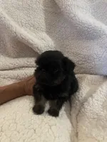 Pippa, a female Brussels Griffon for sale in Lexington, VA – 2 of 4