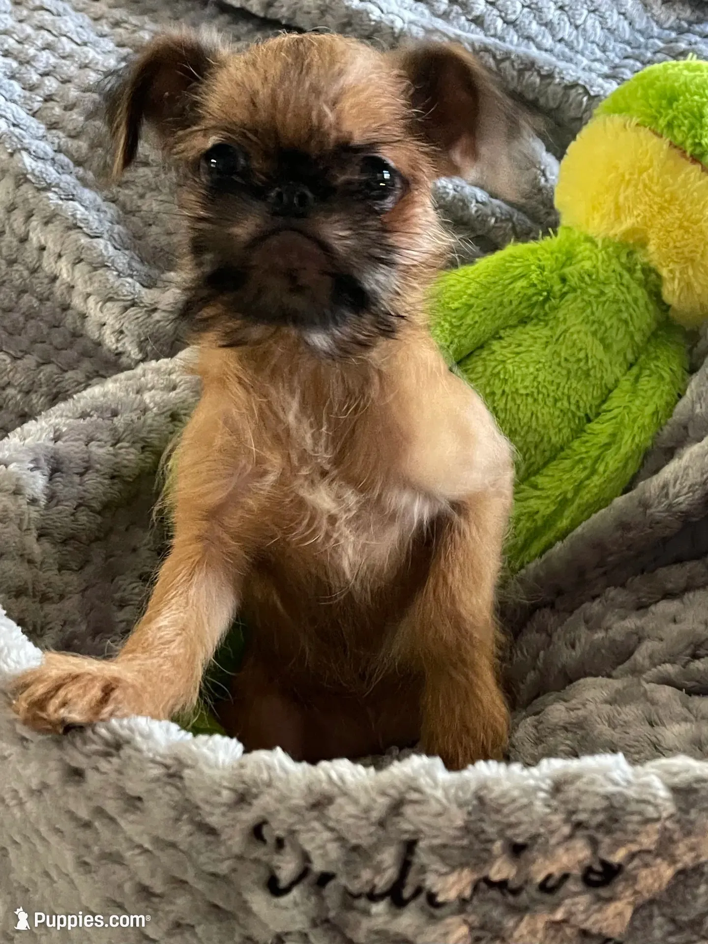 Buster *** Please read bio, a male Brussels Griffon for sale in Lexington, VA – 1 of 8