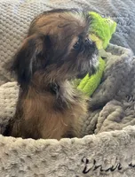 Finn, a male Brussels Griffon for sale in Lexington, VA – 7 of 8
