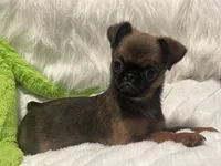 Ziggy-please read bio, a male Brussels Griffon for sale in Lexington, VA – 10 of 10