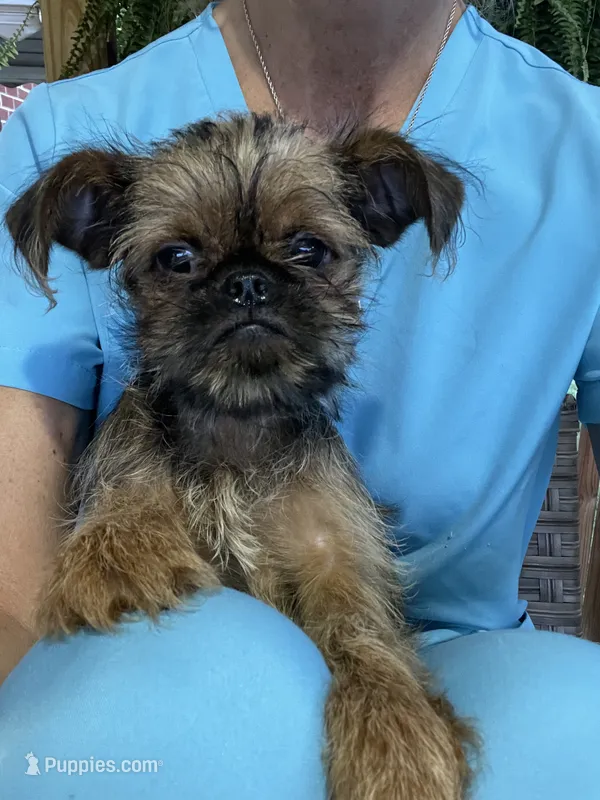 Boone-please read bio – Brussels Griffon puppy for sale in Lexington, VA