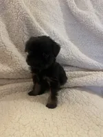 Pippa, a female Brussels Griffon for sale in Lexington, VA – 4 of 4