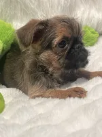Boone-please read bio, a male Brussels Griffon for sale in Lexington, VA – 3 of 9