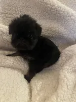 Pippa, a female Brussels Griffon for sale in Lexington, VA – 3 of 4