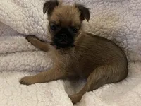 Buster *** Please read bio, a male Brussels Griffon for sale in Lexington, VA – 2 of 5