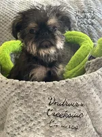 Barnaby, a male Brussels Griffon for sale in Lexington, VA – 2 of 7