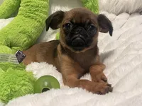 Maple-please read bio, a female Brussels Griffon for sale in Lexington, VA – 3 of 8