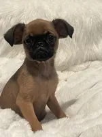Teddy-please read bio, a male Brussels Griffon for sale in Lexington, VA – 3 of 6