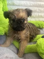 Oscar, a male Brussels Griffon for sale in Lexington, VA – Photo 7 of 7