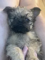 Oscar, a male Brussels Griffon for sale in Lexington, VA – Photo 3 of 7