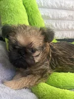 Oscar, a male Brussels Griffon for sale in Lexington, VA – Photo 4 of 7