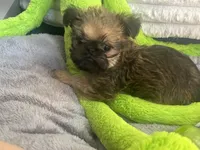 Oscar, a male Brussels Griffon for sale in Lexington, VA – Photo 2 of 7