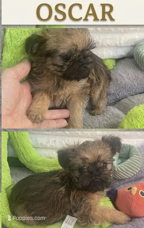 Oscar – Brussels Griffon puppy for sale in Lexington, VA