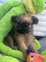Oscar, a male Brussels Griffon for sale in Lexington, VA – Photo 6 of 7