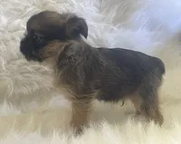 Benny *** Please read Bio, a male Brussels Griffon for sale in Lexington, VA – 3 of 7