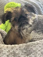 Finn, a male Brussels Griffon for sale in Lexington, VA – 6 of 8