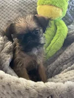 Pip, a male Brussels Griffon for sale in Lexington, VA – 2 of 10