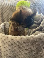 Pip, a male Brussels Griffon for sale in Lexington, VA – 5 of 10