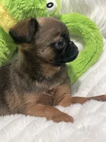 Mugsy-please read bio, a male Brussels Griffon for sale in Lexington, VA – 5 of 7