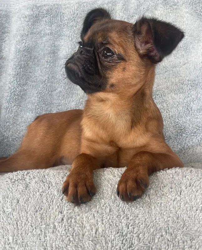 Chloe – Brussels Griffon puppy for sale in Lexington, VA