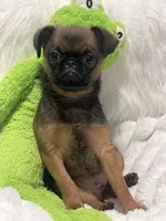 Ziggy-please read bio, a male Brussels Griffon for sale in Lexington, VA – 4 of 10