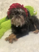 Poppy *please read bio!, a female Brussels Griffon for sale in Lexington, VA – 1 of 4