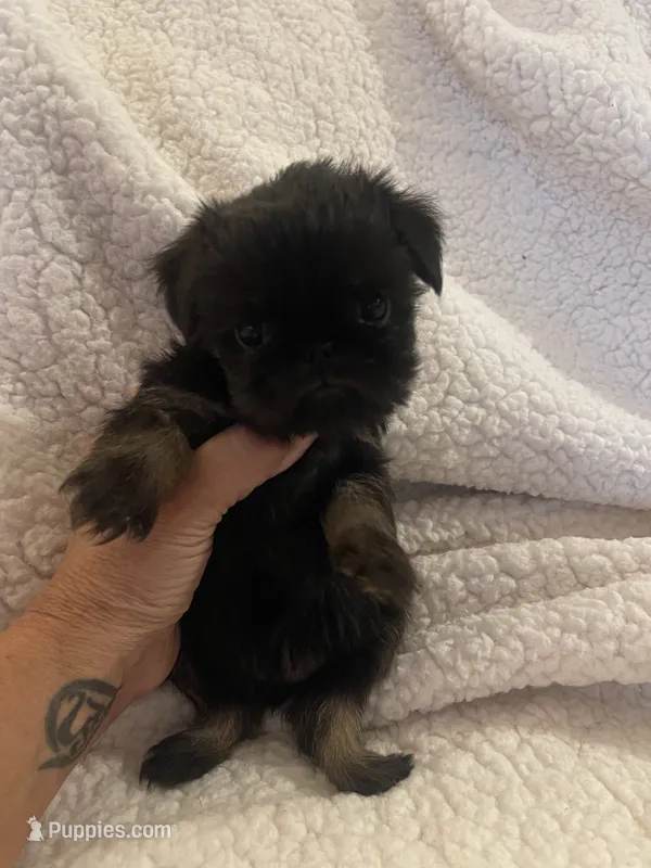 Pippa – Brussels Griffon puppy for sale in Lexington, VA