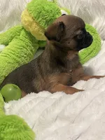Mugsy-please read bio, a male Brussels Griffon for sale in Lexington, VA – 7 of 7