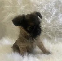 Benny *** Please read Bio, a male Brussels Griffon for sale in Lexington, VA – 5 of 7