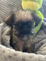 Pip, a male Brussels Griffon for sale in Lexington, VA – 4 of 10