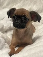 Teddy-please read bio, a male Brussels Griffon for sale in Lexington, VA – 5 of 6