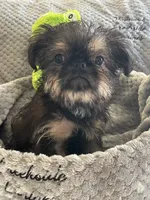 Barnaby, a male Brussels Griffon for sale in Lexington, VA – 6 of 7
