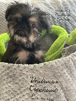 Barnaby, a male Brussels Griffon for sale in Lexington, VA – 4 of 7