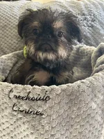 Barnaby, a male Brussels Griffon for sale in Lexington, VA – 7 of 7