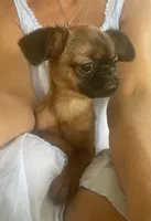 Chloe, a female Brussels Griffon for sale in Lexington, VA – 3 of 6