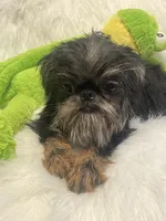 Poppy *please read bio!, a female Brussels Griffon for sale in Lexington, VA – 2 of 4