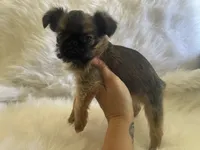 Benny *** Please read Bio, a male Brussels Griffon for sale in Lexington, VA – 6 of 7