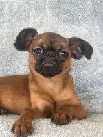 Chloe, a female Brussels Griffon for sale in Lexington, VA – 2 of 6
