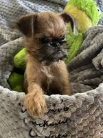 Buster *** Please read bio, a male Brussels Griffon for sale in Lexington, VA – 4 of 8