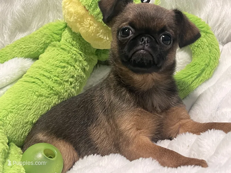 Mugsy-please read bio – Brussels Griffon puppy for sale in Lexington, VA