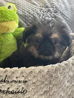 Barnaby, a male Brussels Griffon for sale in Lexington, VA – 5 of 7