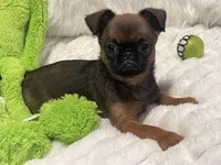 Ziggy-please read bio, a male Brussels Griffon for sale in Lexington, VA – 8 of 10