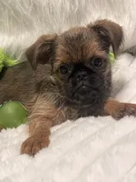 Boone-please read bio, a male Brussels Griffon for sale in Lexington, VA – 2 of 9