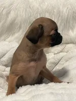 Teddy-please read bio, a male Brussels Griffon for sale in Lexington, VA – 6 of 6