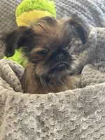 Finn, a male Brussels Griffon for sale in Lexington, VA – 5 of 8