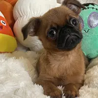 Lil Lottie, a female Brussels Griffon for sale in Lexington, VA – Photo 1 of 6