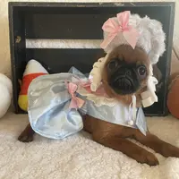 Lil Lottie, a female Brussels Griffon for sale in Lexington, VA – Photo 2 of 6