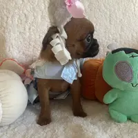 Lil Lottie, a female Brussels Griffon for sale in Lexington, VA – Photo 5 of 6